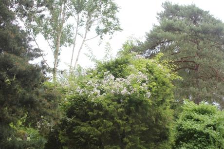 D'autres rosiers lianes