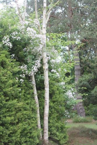 D'autres rosiers lianes