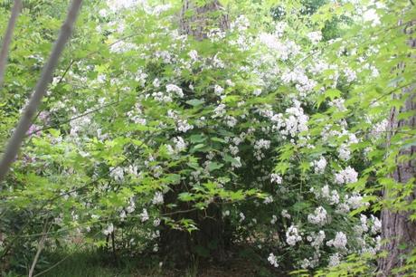 D'autres rosiers lianes