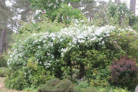 D'autres rosiers lianes