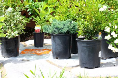 La fêtes des pères... avec un pouce vert!