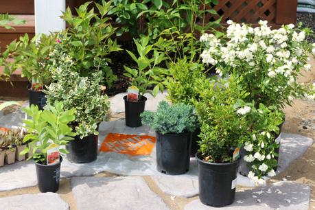 La fêtes des pères... avec un pouce vert!