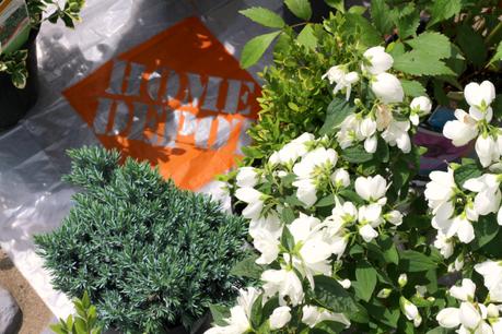 La fêtes des pères... avec un pouce vert!