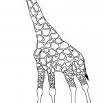 dessin de girafe