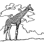 dessin de girafe