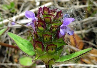 Brunelle commune (Prunella vulgaris)