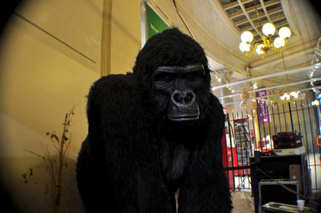 Face au Gorille