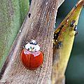 Une ladybug au pattern chromatique très variable...