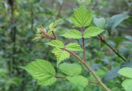 Rubus phoenicolasius