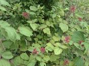 Rubus phoenicolasius