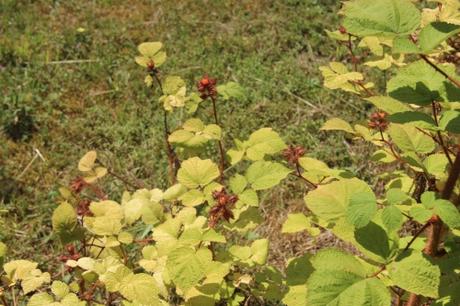 Rubus phoenicolasius