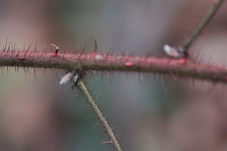 Rubus phoenicolasius