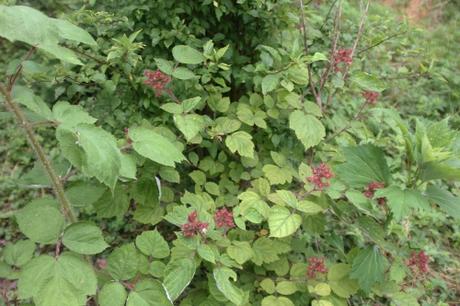 Rubus phoenicolasius
