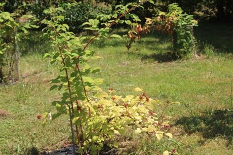 Rubus phoenicolasius