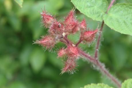 Rubus phoenicolasius