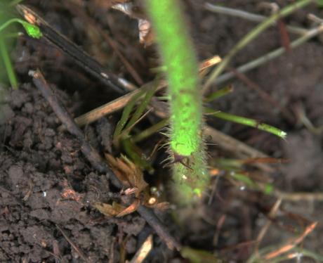 Rubus phoenicolasius
