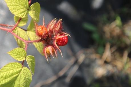 Rubus phoenicolasius