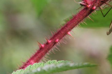 Rubus phoenicolasius