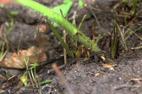 Rubus phoenicolasius