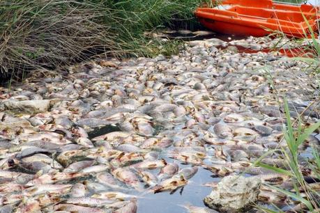 Photo de poissons morts prise, le 06 juillet 2008 dans la rivière Agly sur la commune de Saint-Laurent de la Salanque.