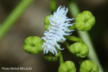 Un opilion équipé d'un trident digne d'un gladiateur ! Un opilion équipé d'un trident digne d'un gladiateur !