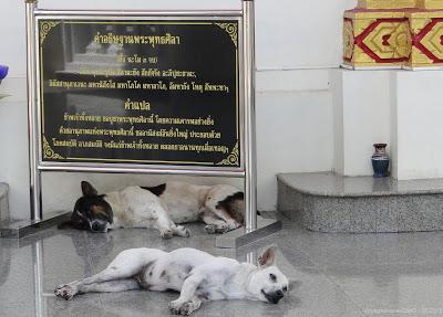 Chiens en Udon-Thani, wat attitude