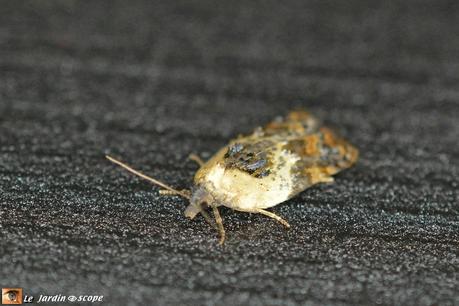 Tordeuse chagrinée • Acleris variegana • Famille des Tortricidae