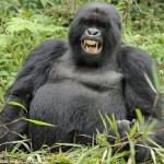 image de gorille