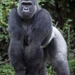 image de gorille