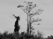 Udon-Thani, étrange créature [HD]