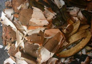 Ghana : Quelle valorisation pour les déchets issus de la transformation du manioc ?