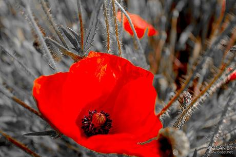 COQUELICOTS DE JUIN