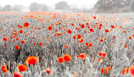 COQUELICOTS DE JUIN