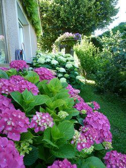 Hortensia_02