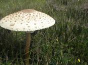 Donner seconde marc cafés