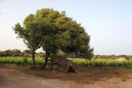 Mélanie © Alittlepieceof