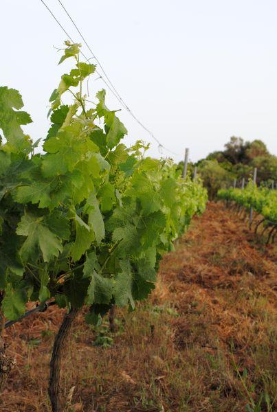 Mélanie © Alittlepieceof