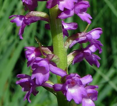 Gymnadenia odoratissima (Orchis odorant)