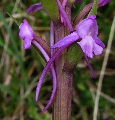 Gymnadenia odoratissima (Orchis odorant)