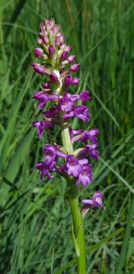 Gymnadenia odoratissima (Orchis odorant)