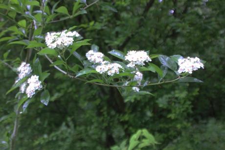 L'unique fruit de Crataegus pedicellata