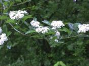 L'unique fruit Crataegus pedicellata