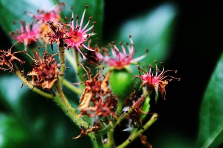 L'unique fruit de Crataegus pedicellata