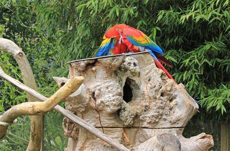 Nous avons adoré le Zoo de Champrepus Ara Macao (parc 1)