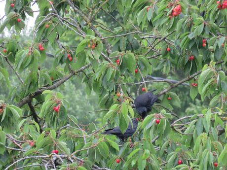 Comptine à croquer...