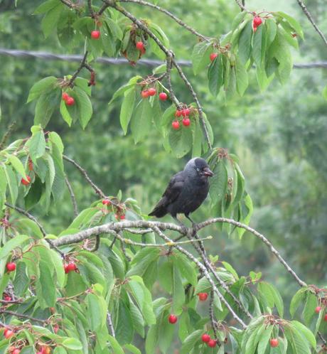 Comptine à croquer...