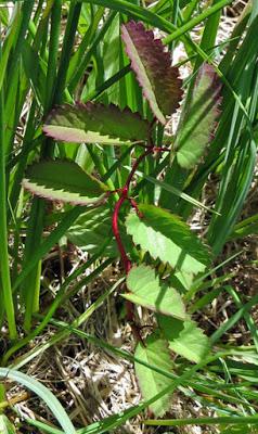 Sanguisorba officinalis (Grande Pimprenelle, Pimprenelle officinale)