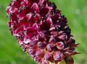 Sanguisorba officinalis (Grande Pimprenelle, Pimprenelle officinale)
