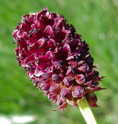 Sanguisorba officinalis (Grande Pimprenelle, Pimprenelle officinale)