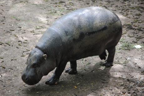 {animal de la semaine} L'hippopotame nain.